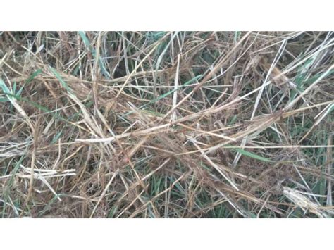 Qing听丨被保护的全红婵和无人保护的草根网红们|网红|湛江市_新浪新闻