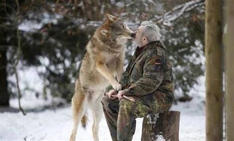 79岁老人成“狼王”, 统领狼族40多年, 每天吃喝睡都跟狼群一起