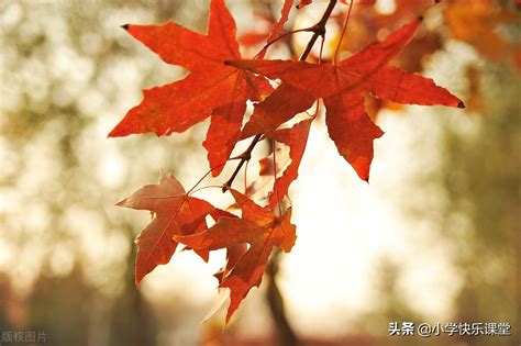 秋天的作文木背景上的枫叶高清图片下载-正版图片505526024-摄图网