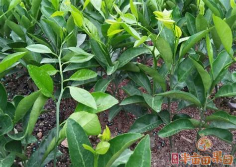 象山红美人 |橘中"爱马仕"-宁波台洞纳湖生态农业发展有限公司
