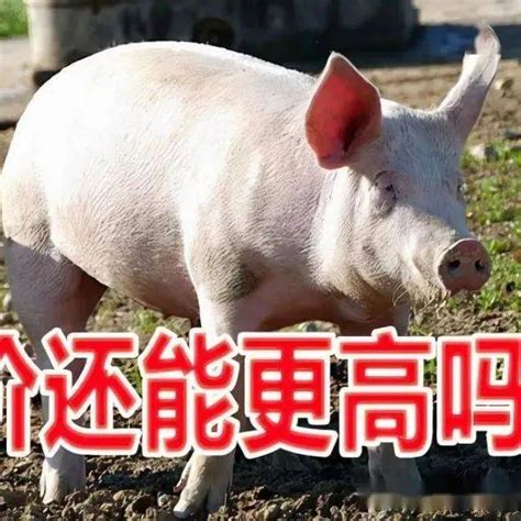猪价的波动是因为猪周期，而国内猪周期的形成，主要是上游生猪养殖过于分散 - 知乎