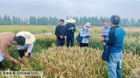 省种子管理局组织专家团队来荆州农业科学院考察小麦区试工作 - 荆州市农业农村局