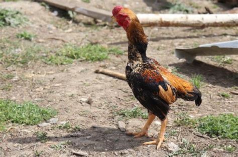 Shamo Chicken - The Livestock Conservancy