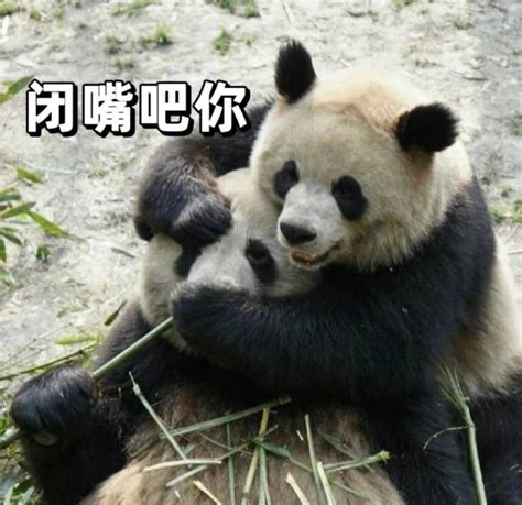 二萌二萌图片