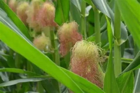 登海最好的玉米品种 - 农敢网