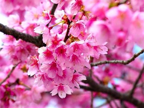 樱花的花语是什么_樱花的寓意和象征是什么?_学习力