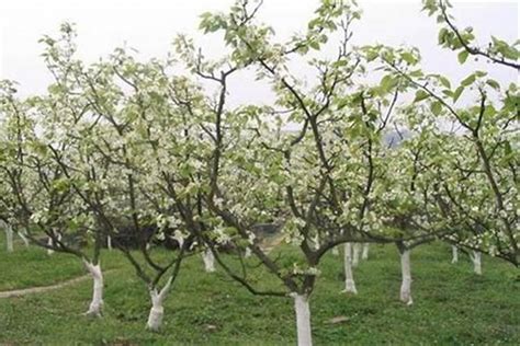 梨树什么时候开花效果好-绿宝园林网