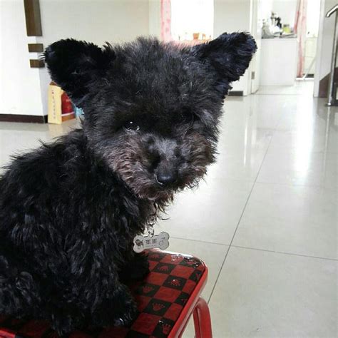 【图】家养黑色小泰迪黑色4只 - 工业大道南宠物狗 - 广州58同城