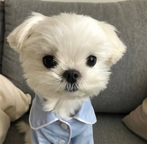 非主流染发狗头像