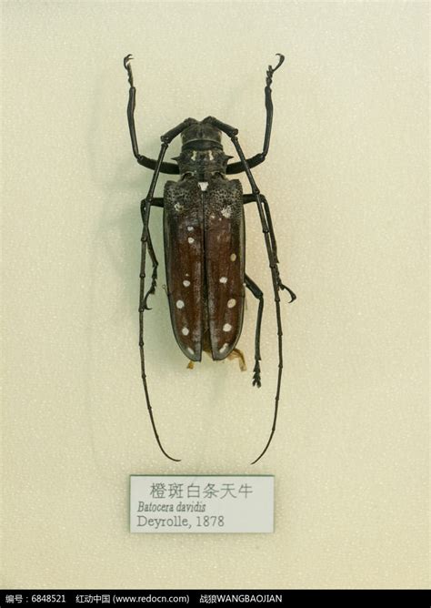昆虫甲虫海南裸角天牛标本高清图片下载_红动中国