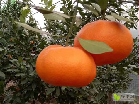 柑橘属水果橘子什么时候成熟？是寒性还是热性水果？不能和什么一起吃？