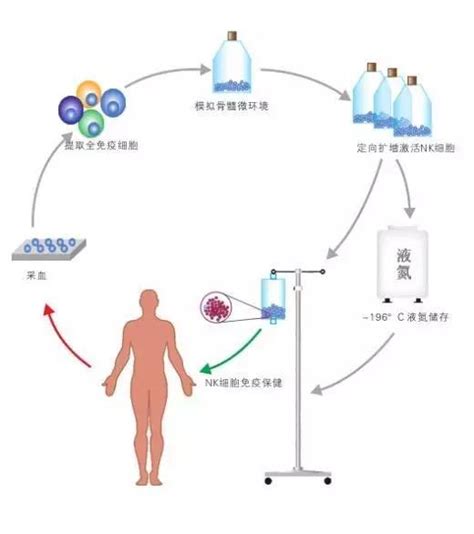 Nature系列综述：利用NK细胞进行癌症免疫治疗_澎湃号·湃客_澎湃新闻-The Paper