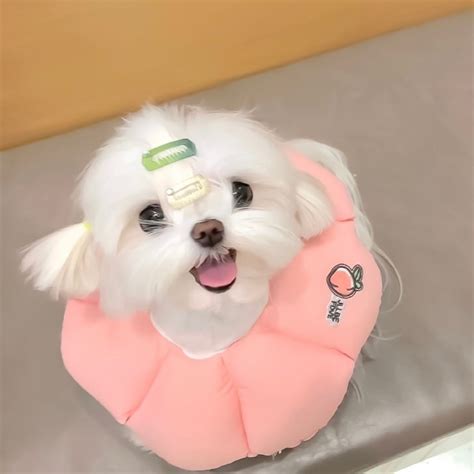 女生头像温柔狗狗图片