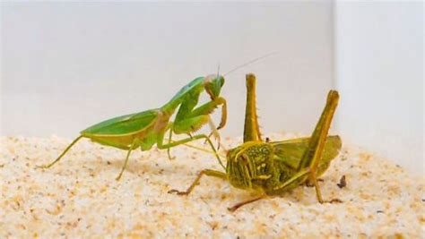 圆盾螳螂 vs 巨型棉蝗，国区野外最强蝗虫上线！
