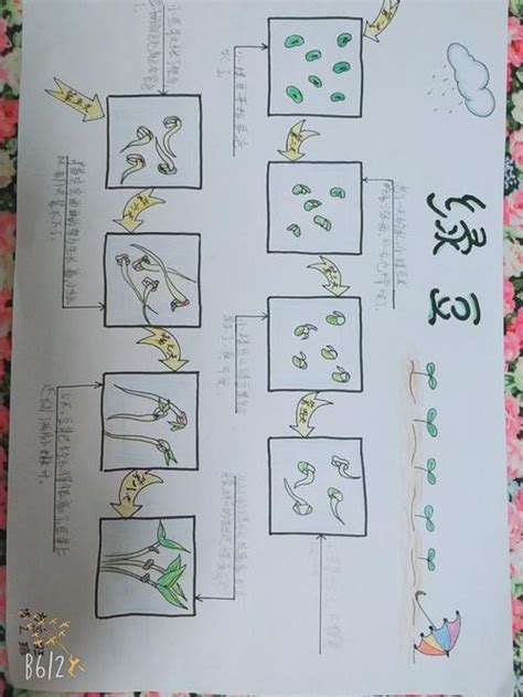 三年级观察一种植物仙人掌