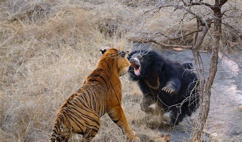 老虎和狮子的战斗谁会赢？ – Pixabay网站介绍
