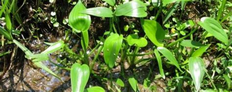 鸭舌草-景观植物-图片