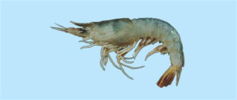 斑节对虾-辽宁省水生经济动植物-图片