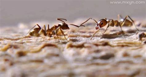 梦见蚂蚁成群在身上爬是什么意思预兆 - 原版周公解梦大全