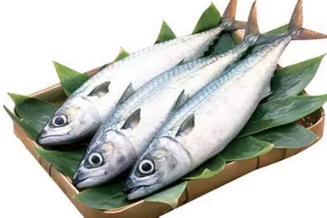 青岛鲜鲅鱼 家庭吃的35块钱一斤 越大越贵 18斤一条42块钱一斤