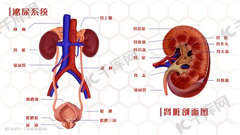 医疗人体器官泌尿系统示意图插画图片-千库网