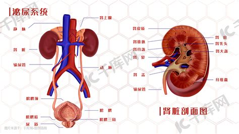 膀胱在哪个位置图图片 膀胱在哪个位置图图片