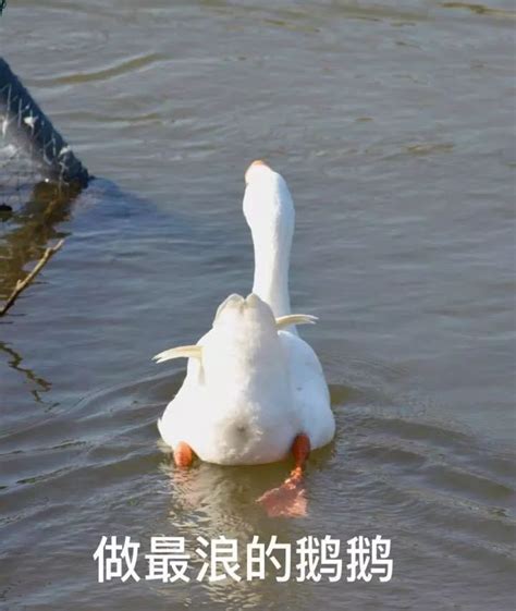 上海一只鹅因为太帅....考进了上海海事大学嘎嘎嘎嘎嘎嘎嘎嘎嘎嘎嘎