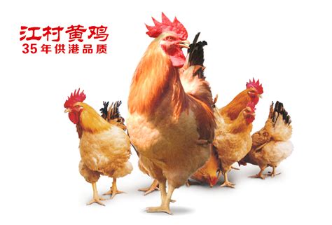 海兰褐父母代种鸡_海阳市鸿牧种鸡有限公司