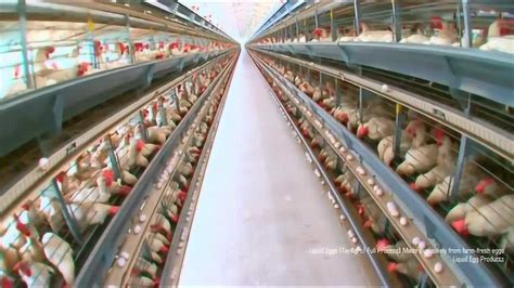 养鸡系统全流程自动化，几个人养几百万只鸡