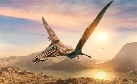 化石研究使我们离揭示“飞行恐龙”翼龙如何飞行又近了一步 - 化石网