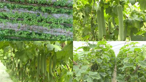 丝瓜又长又香，丝瓜的种植时间和方法，农村很多人都喜欢 - 知乎