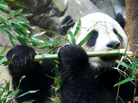 吃竹子的熊猫高清图片下载-正版图片501174446-摄图网
