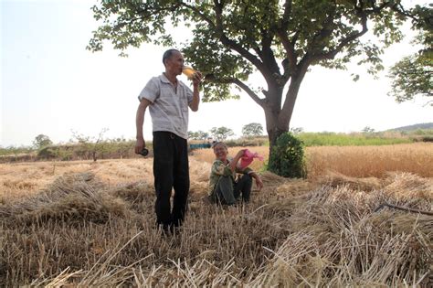 山西农民人工割小麦1人1天1亩地，看他们忙成啥样|麦子|镰刀|小麦_新浪新闻