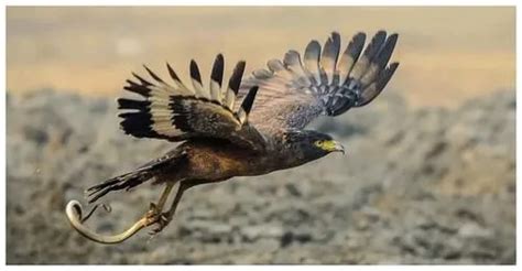 世界上最凶猛的鸟排名，攻击力最强的鸟你都见过几种！