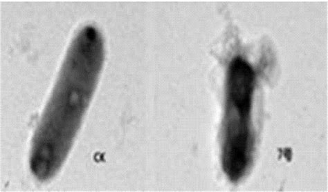 一株耐酸性的韩国假单胞菌CLP‑7及其应用的制作方法