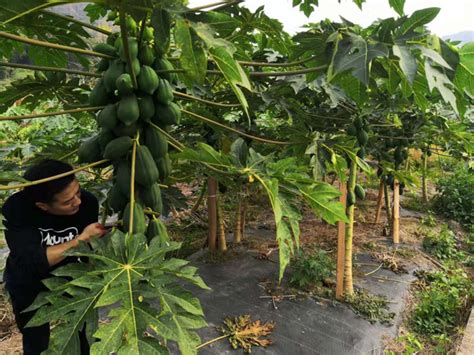 木瓜的功效、作用以及食用方法-藤本月季网