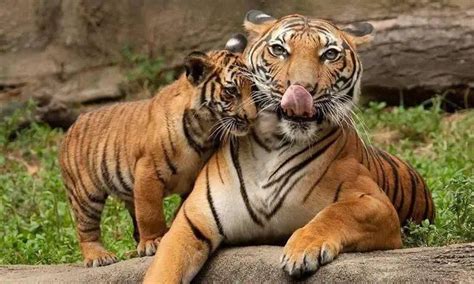 老虎舌头又被称为“剔骨刀”，被它们舔一口，会掉一层皮吗？