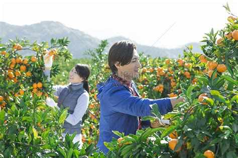 青神：柑橘丰收采摘忙 群众增收笑开颜 _www.isenlin.cn