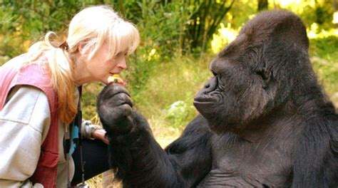 比利时女子声称爱上黑猩猩 动物园禁止见面_凤凰网视频_凤凰网
