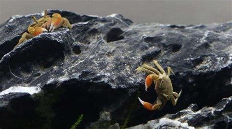 蟹可以淡水养吗,螃蟹能在淡水里养的,淡水螃蟹怎么养_大山谷图库