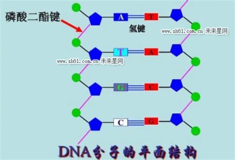 DNA单链中相邻的两个碱基通过什么键连接