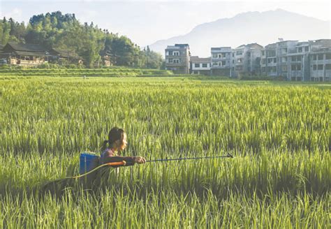 湖南：省局组织气象专家实地指导水稻抗旱夺丰收-湖南省气象局