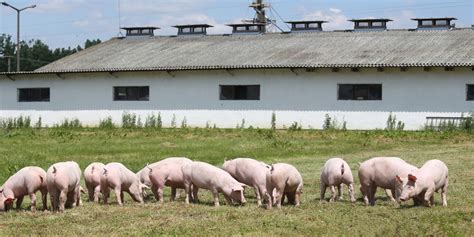 养猪场栏舍布置标准，养猪场栏舍如何布置？ - 畜小牧养殖网