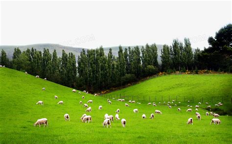 广袤大草原上的羊群图片免费下载_PNG素材_编号ve9iokx81_图精灵