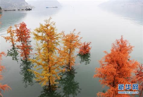 重庆万州：“水中彩林”迷人眼_时图_图片频道_云南网