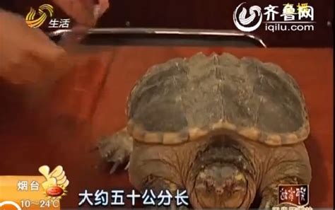 小贩当街叫卖十二斤巨型龟 - 青岛新闻网