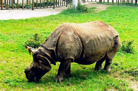 世界十大神奇的动物园：北京动物园入围，柏林动物园排榜首_巴拉排行榜