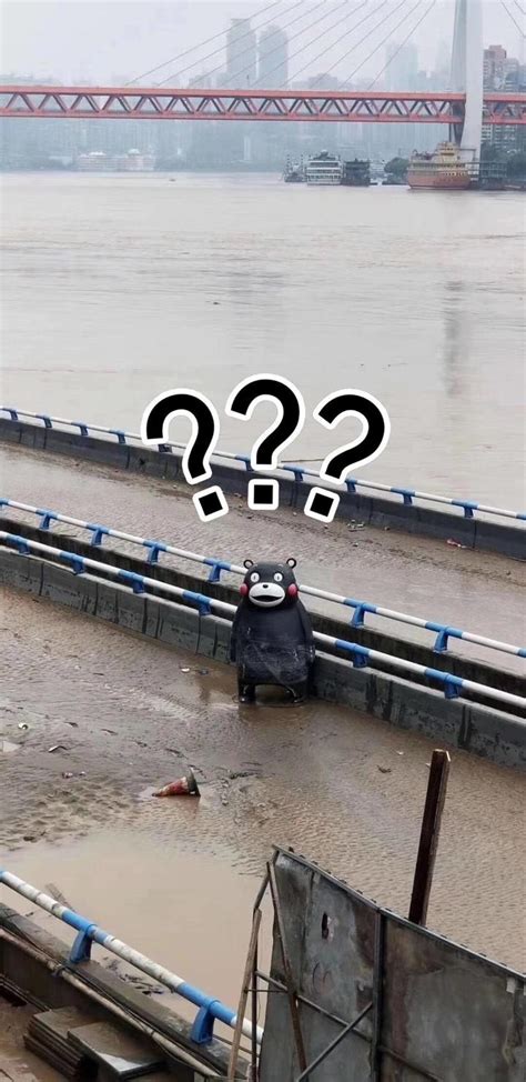 洪水中上演奇幻漂流！重庆熊本熊被冲到江边一脸懵_凤凰网资讯_凤凰网