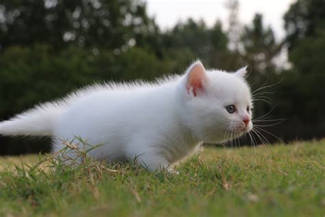 白色的小猫起什么名字好听？ – 宠物志