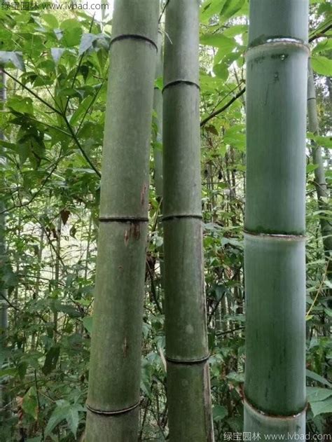 观赏最好看的竹子是什么品种,观赏竹子有哪些品种-花卉百科-绿宝园林网